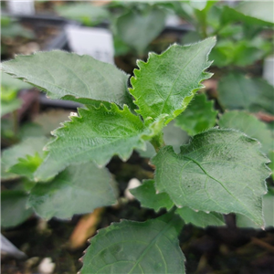 Strobilanthes Flexicaulis Bswj354